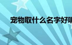 宠物取什么名字好听 宠物取啥名字好听