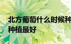 北方葡萄什么时候种植最好 北方葡萄啥时候种植最好