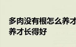 多肉没有根怎么养才长得好 多肉没有根如何养才长得好