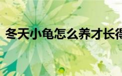 冬天小龟怎么养才长得好 冬天小龟如何饲养