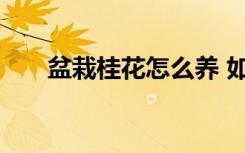 盆栽桂花怎么养 如何养殖盆栽桂花呢