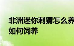 非洲迷你刺猬怎么养才长得好 非洲迷你刺猬如何饲养