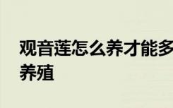 观音莲怎么养才能多头才长得好 观音莲如何养殖