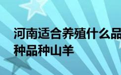 河南适合养殖什么品种山羊 河南适合养殖哪种品种山羊