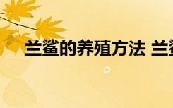 兰鲨的养殖方法 兰鲨的养殖方法是什么