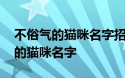 不俗气的猫咪名字招财吉利 给主人带来好运的猫咪名字