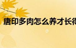 唐印多肉怎么养才长得好 唐印多肉如何养护