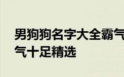 男狗狗名字大全霸气十足 男狗狗名字大全霸气十足精选