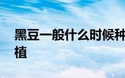 黑豆一般什么时候种植 黑豆一般哪个时候种植