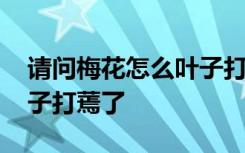 请问梅花怎么叶子打蔫了 请问梅花为什么叶子打蔫了