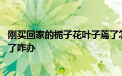 刚买回家的栀子花叶子蔫了怎么办 刚买回家的栀子花叶子蔫了咋办