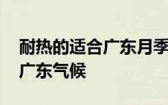 耐热的适合广东月季品种 哪些月季品种适合广东气候