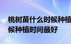 桃树苗什么时候种植时间最好 桃树苗哪个时候种植时间最好