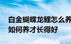 白金蝴蝶龙鲤怎么养才长得好 白金蝴蝶龙鲤如何养才长得好