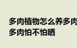 多肉植物怎么养多肉怕晒吗 多肉植物如何养多肉怕不怕晒