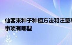 仙客来种子种植方法和注意事项 仙客来种子种植方法和注意事项有哪些