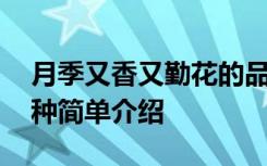 月季又香又勤花的品种 月季又香又勤花的品种简单介绍