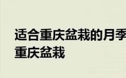 适合重庆盆栽的月季品种 如下月季品种适合重庆盆栽