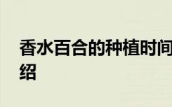 香水百合的种植时间 香水百合的种植时间介绍