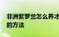 非洲紫罗兰怎么养才长得好 养殖非洲紫罗兰的方法