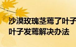 沙漠玫瑰茎蔫了叶子也蔫了咋办啊 沙漠玫瑰叶子发蔫解决办法