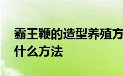 霸王鞭的造型养殖方法 霸王鞭的造型养殖有什么方法