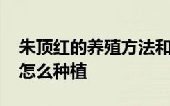 朱顶红的养殖方法和注意事项是什么 朱顶红怎么种植