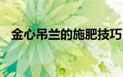 金心吊兰的施肥技巧 金心吊兰如何施肥呢