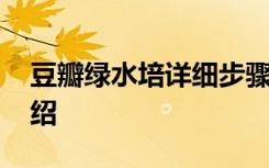 豆瓣绿水培详细步骤 豆瓣绿水培详细步骤介绍