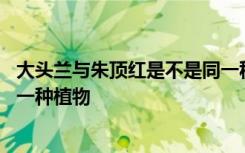 大头兰与朱顶红是不是同一种植物 大头兰与朱顶红是否是同一种植物