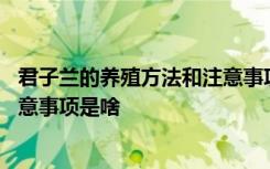 君子兰的养殖方法和注意事项是什么 君子兰的养殖方法和注意事项是啥