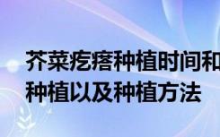 芥菜疙瘩种植时间和方法 芥菜疙瘩什么时候种植以及种植方法