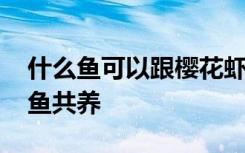 什么鱼可以跟樱花虾共养 樱花虾可以跟什么鱼共养