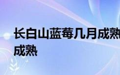 长白山蓝莓几月成熟 长白山蓝莓会在几月份成熟