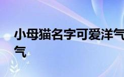 小母猫名字可爱洋气 关于小母猫名字可爱洋气