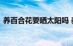 养百合花要晒太阳吗 养百合花需要晒太阳吗