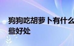 狗狗吃胡萝卜有什么好处 狗狗吃胡萝卜有哪些好处