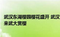 武汉东湖樱园樱花盛开 武汉大学邀请全体援鄂医疗队员明年来武大赏樱