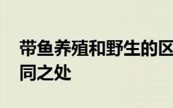 带鱼养殖和野生的区别 带鱼养殖和野生的不同之处