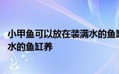 小甲鱼可以放在装满水的鱼缸养吗 小甲鱼可不可以放在装满水的鱼缸养