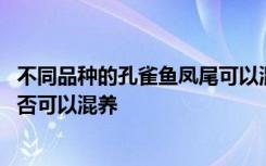 不同品种的孔雀鱼凤尾可以混养吗 不同品种的孔雀鱼凤尾是否可以混养