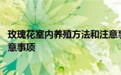 玫瑰花室内养殖方法和注意事项 玫瑰花室内如何养殖以及注意事项