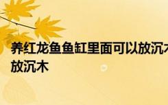 养红龙鱼鱼缸里面可以放沉木吗 养红龙鱼鱼缸里面可不可以放沉木