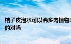 桔子皮泡水可以浇多肉植物吗 桔子皮是可以用来泡水浇多肉的对吗