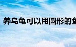 养乌龟可以用圆形的鱼缸 鱼缸养龟最佳方法