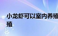 小龙虾可以室内养殖吗 小龙虾能不能室内养殖