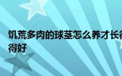 饥荒多肉的球茎怎么养才长得好 怎么养饥荒多肉的球茎才长得好