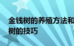 金钱树的养殖方法和注意事项是啥 养护金钱树的技巧