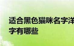 适合黑色猫咪名字洋气好听 适合黑色猫咪名字有哪些