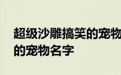 超级沙雕搞笑的宠物名字 关于超级沙雕搞笑的宠物名字